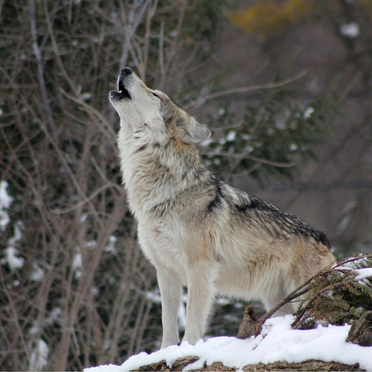 Women Who Run With the Wolves: Myths and Stories of the Wild Woman Archetype